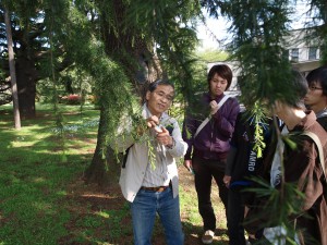 小石川植物園でいろいろな樹種を観察します。