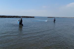 離岸堤が設置された砂浜海岸での魚類採集