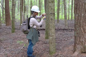 富士癒しの森研究所での生長錐の採取
