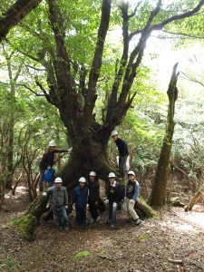 天城山実習で出会った巨木